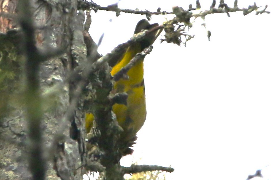 Palm Warbler (Yellow) - ML621593059