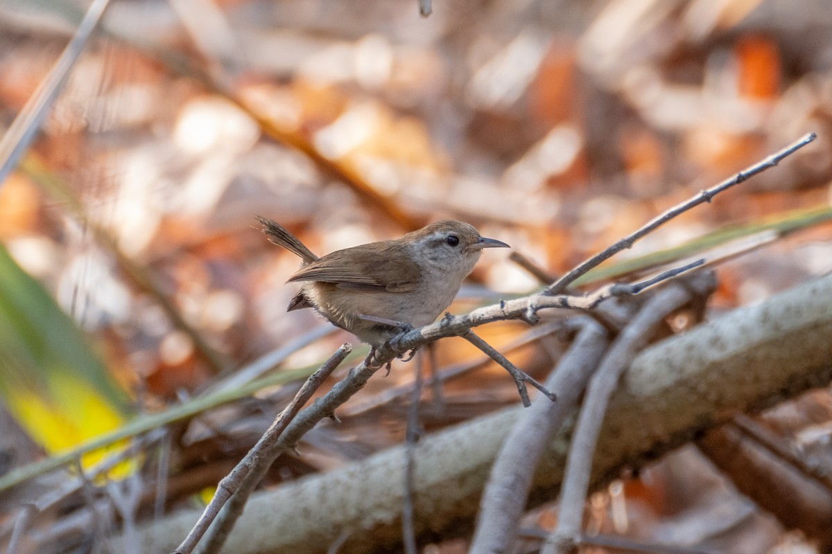 White-bellied Wren - ML621593063