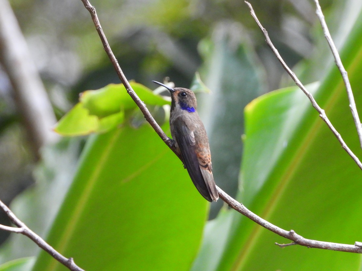 Brown Violetear - ML621593093