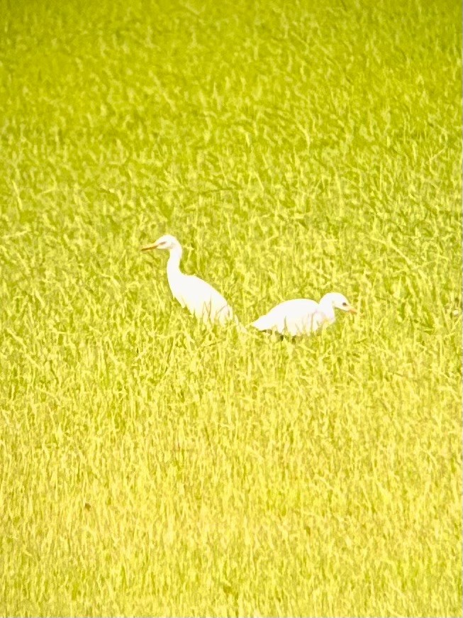 Western Cattle Egret - ML621593096