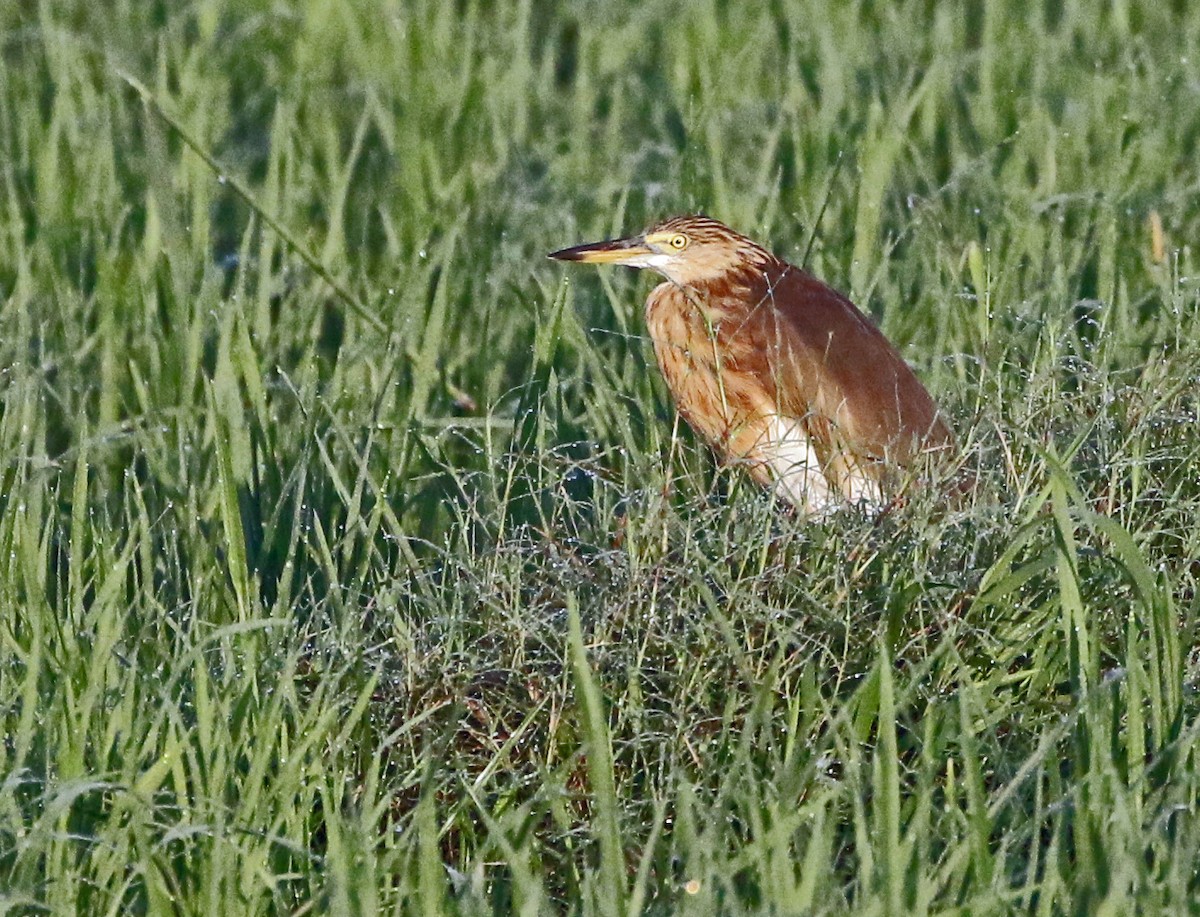 Javan Pond-Heron - ML621593097