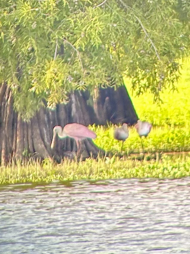 Roseate Spoonbill - ML621593101