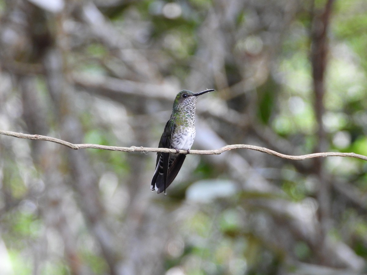 Many-spotted Hummingbird - ML621593112