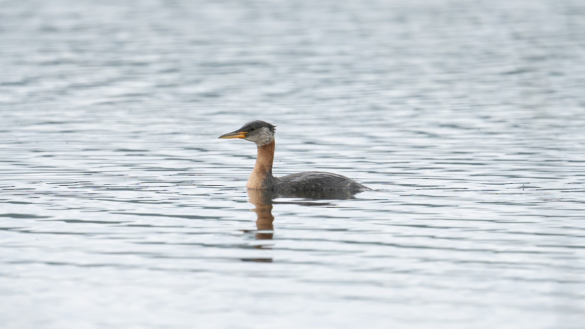 Red-necked Grebe - ML621593116