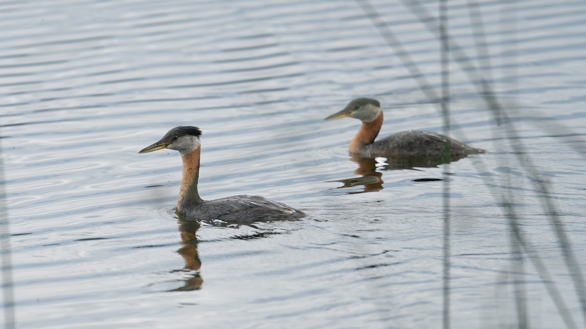 Red-necked Grebe - ML621593117