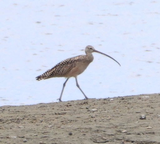 Long-billed Curlew - ML621593130