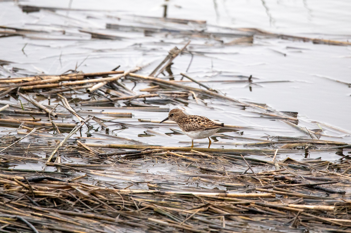 Least Sandpiper - ML621593136