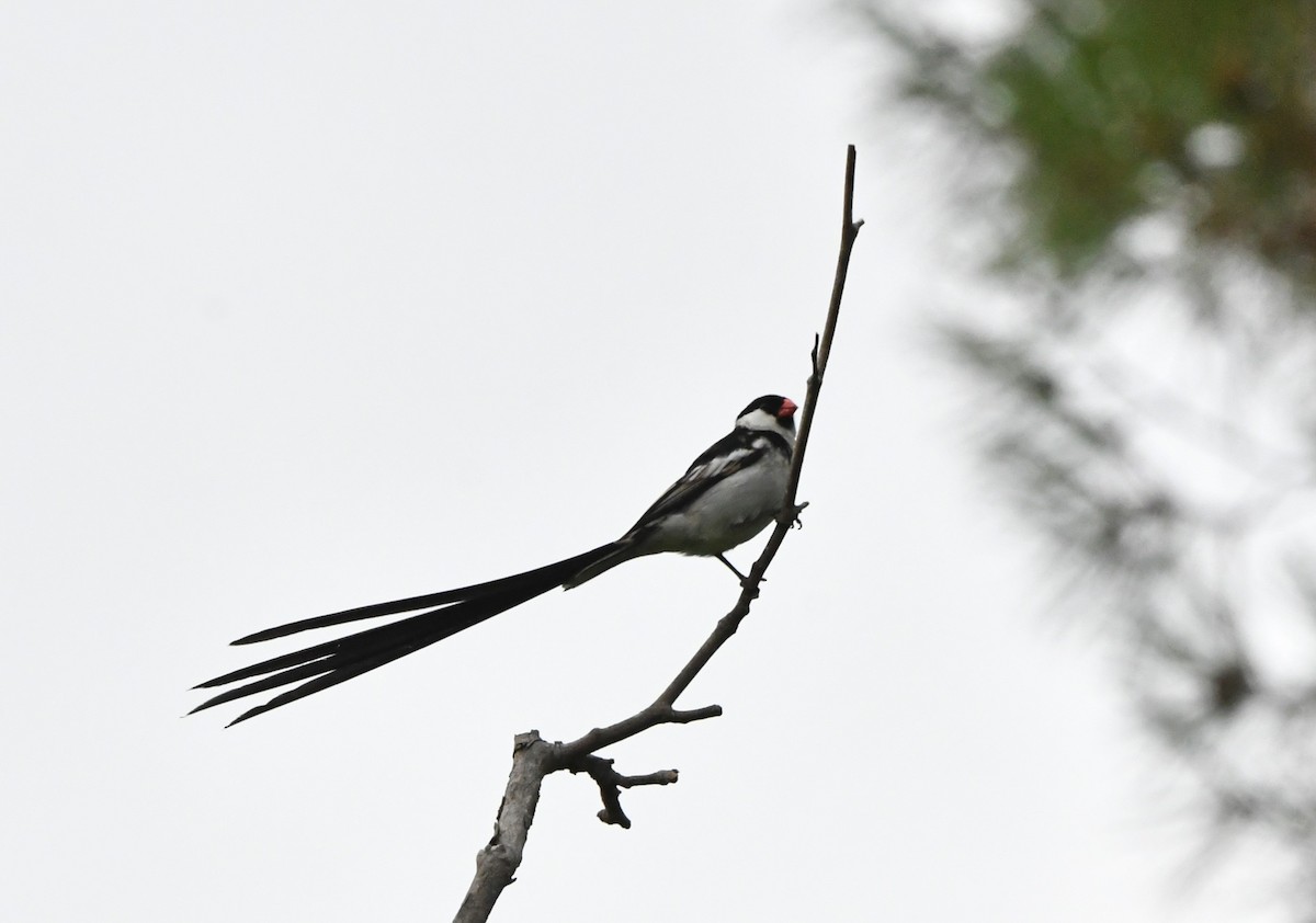 Pin-tailed Whydah - ML621593152