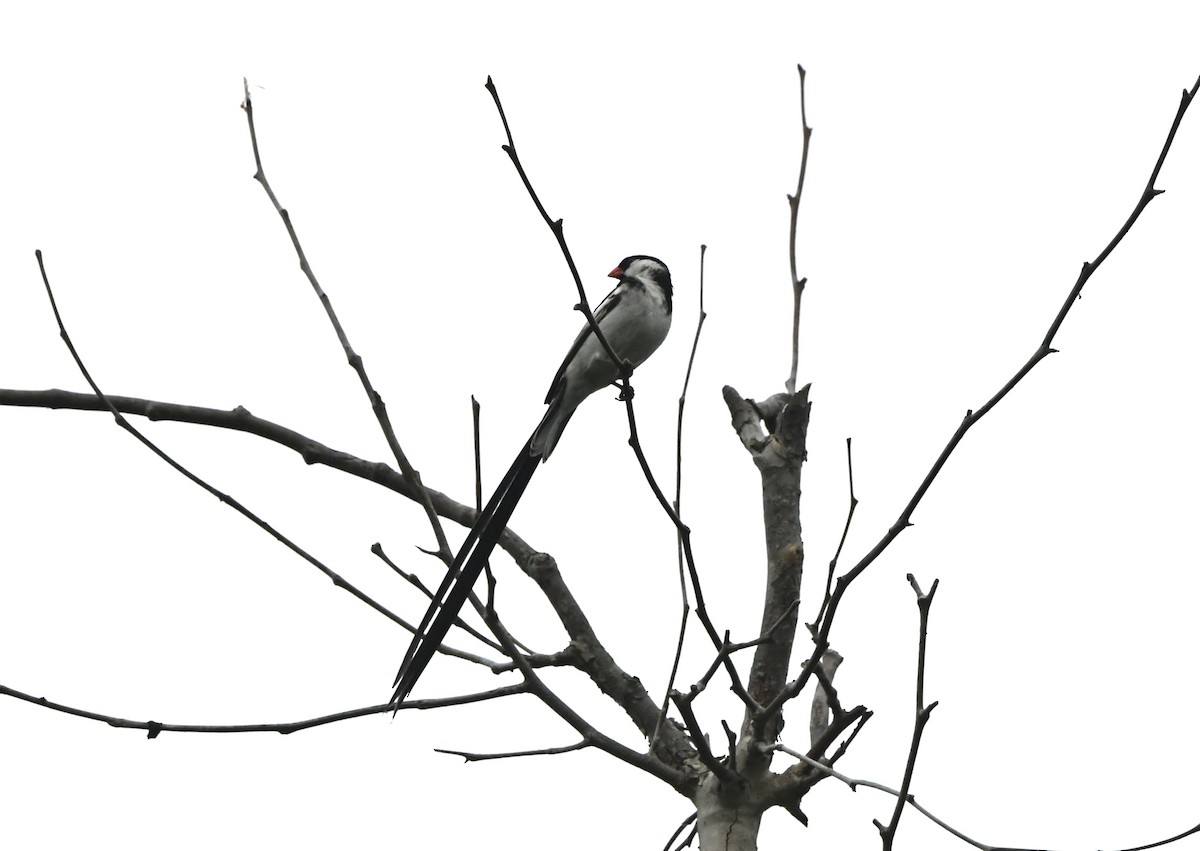 Pin-tailed Whydah - ML621593158