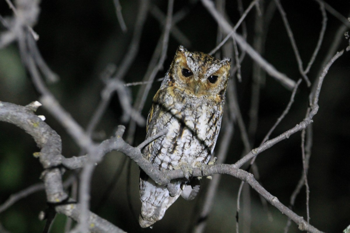 Flammulated Owl - ML621593169