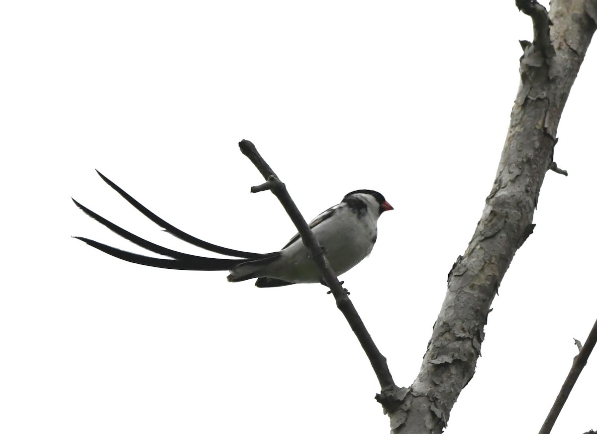 Pin-tailed Whydah - ML621593170