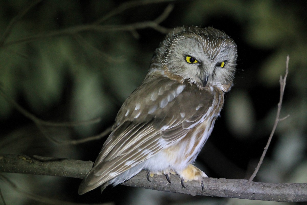 Northern Saw-whet Owl - ML621593174