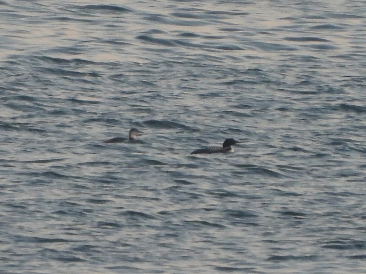 Common Loon - ML621593221