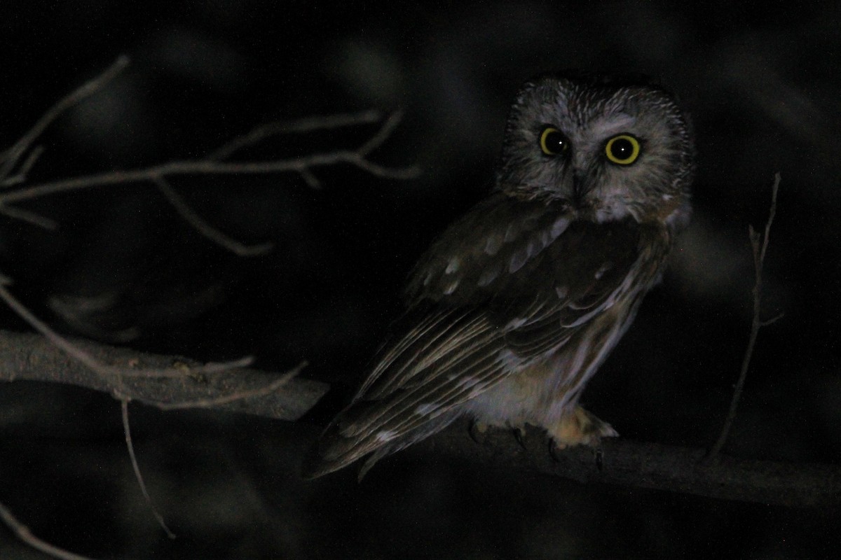 Northern Saw-whet Owl - ML621593223