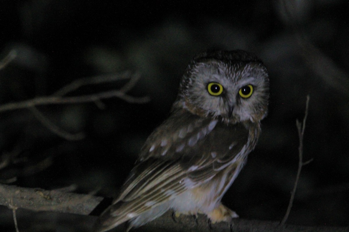 Northern Saw-whet Owl - ML621593224