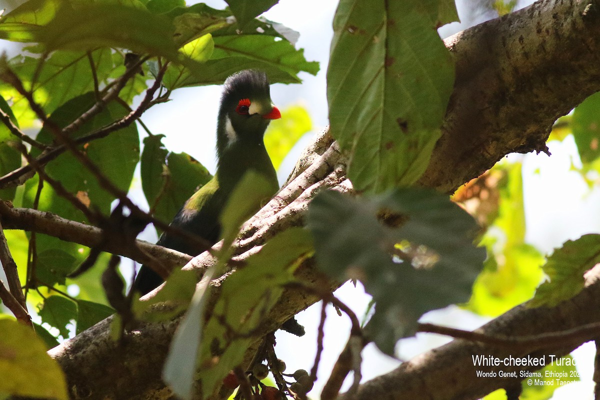 White-cheeked Turaco - ML621593249