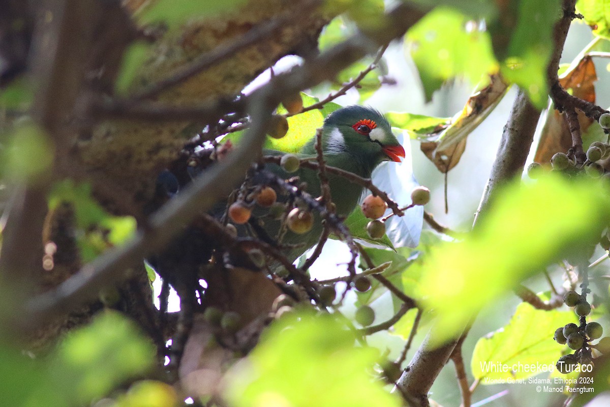 White-cheeked Turaco - ML621593250