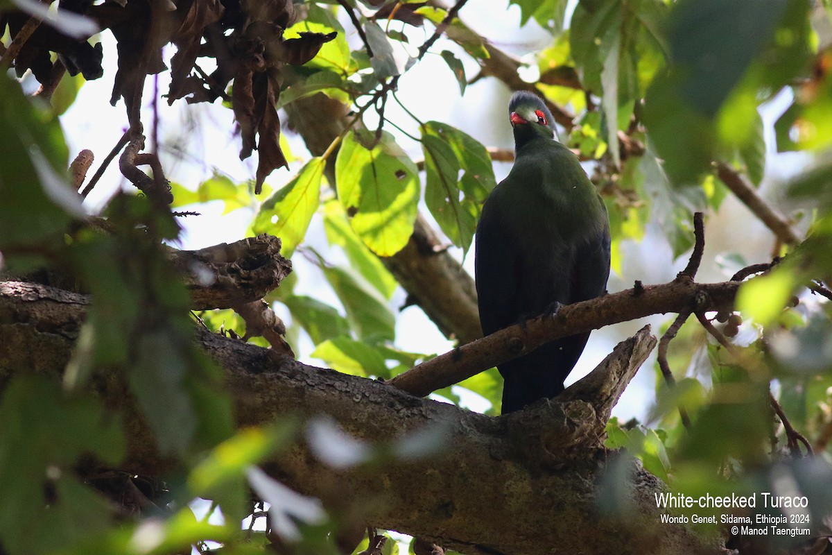 White-cheeked Turaco - ML621593251