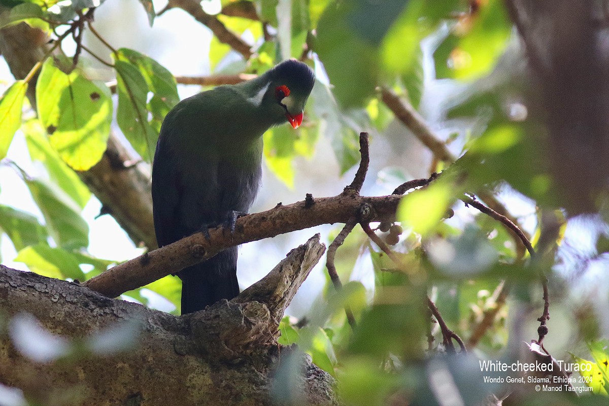 White-cheeked Turaco - ML621593252