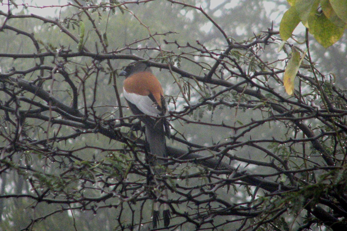 Rufous Treepie - ML621593261