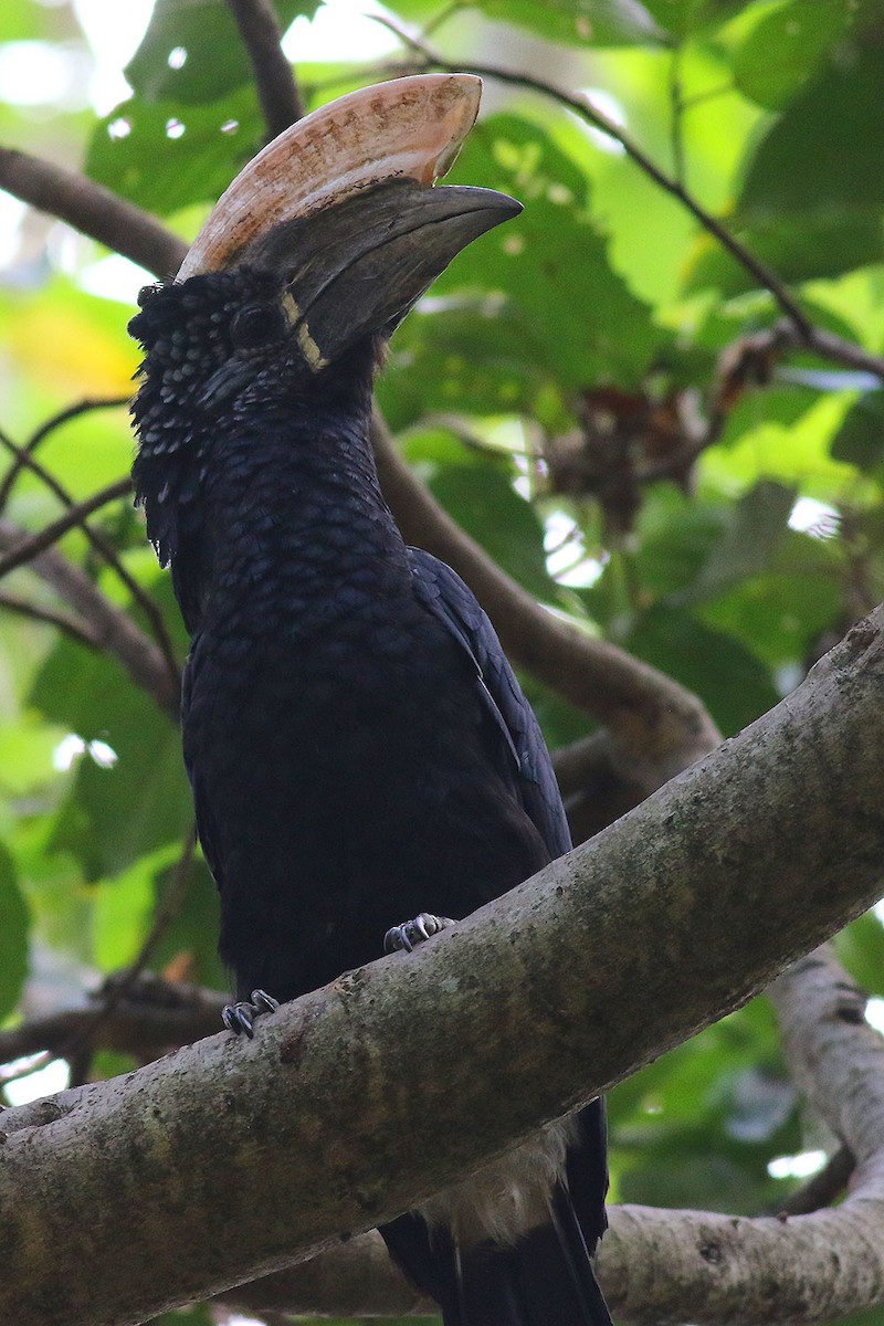 Silvery-cheeked Hornbill - ML621593287