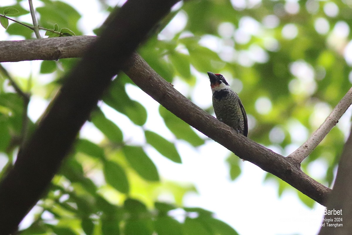 Banded Barbet - ML621593291