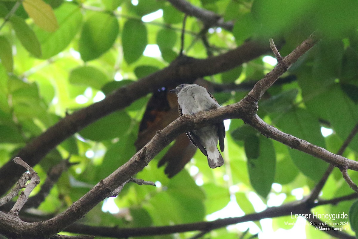 Lesser Honeyguide - ML621593299