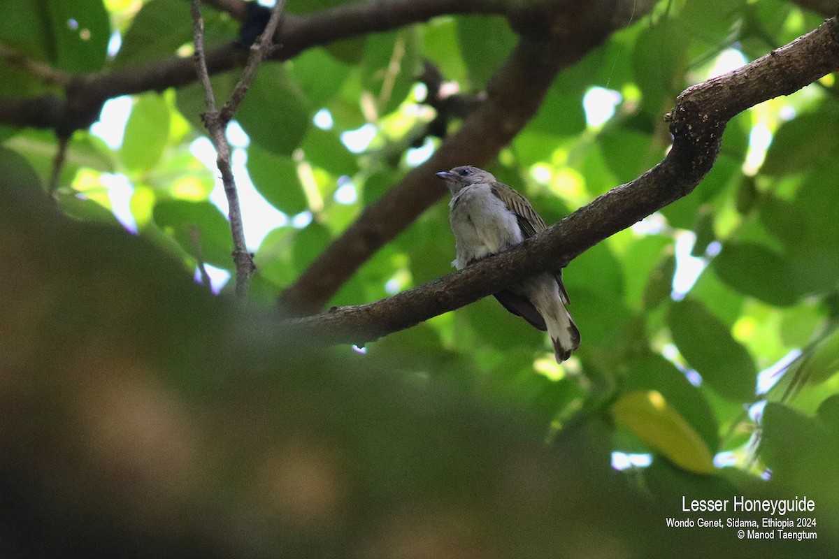 Lesser Honeyguide - ML621593300