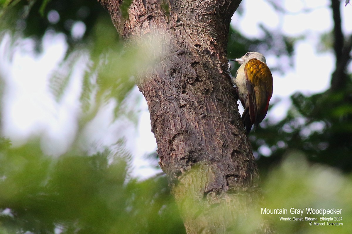 Mountain Gray Woodpecker - ML621593308