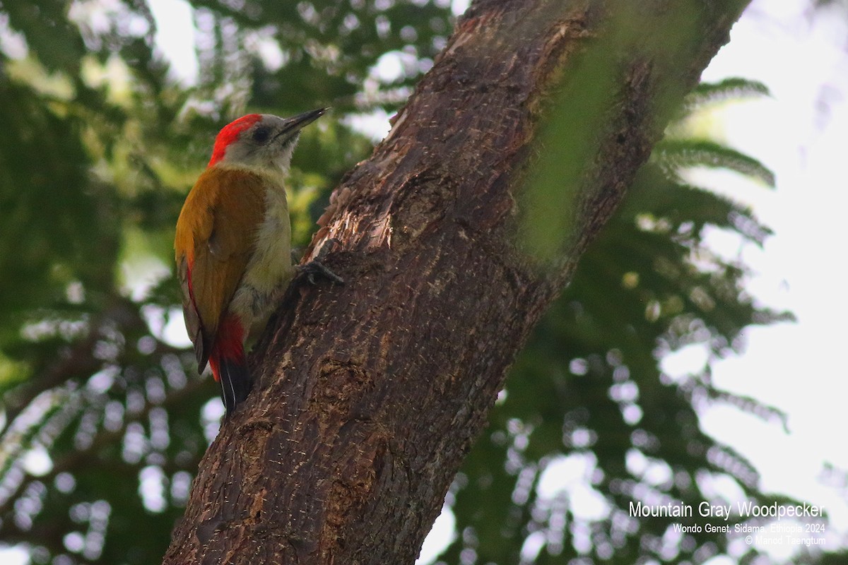 Mountain Gray Woodpecker - ML621593309