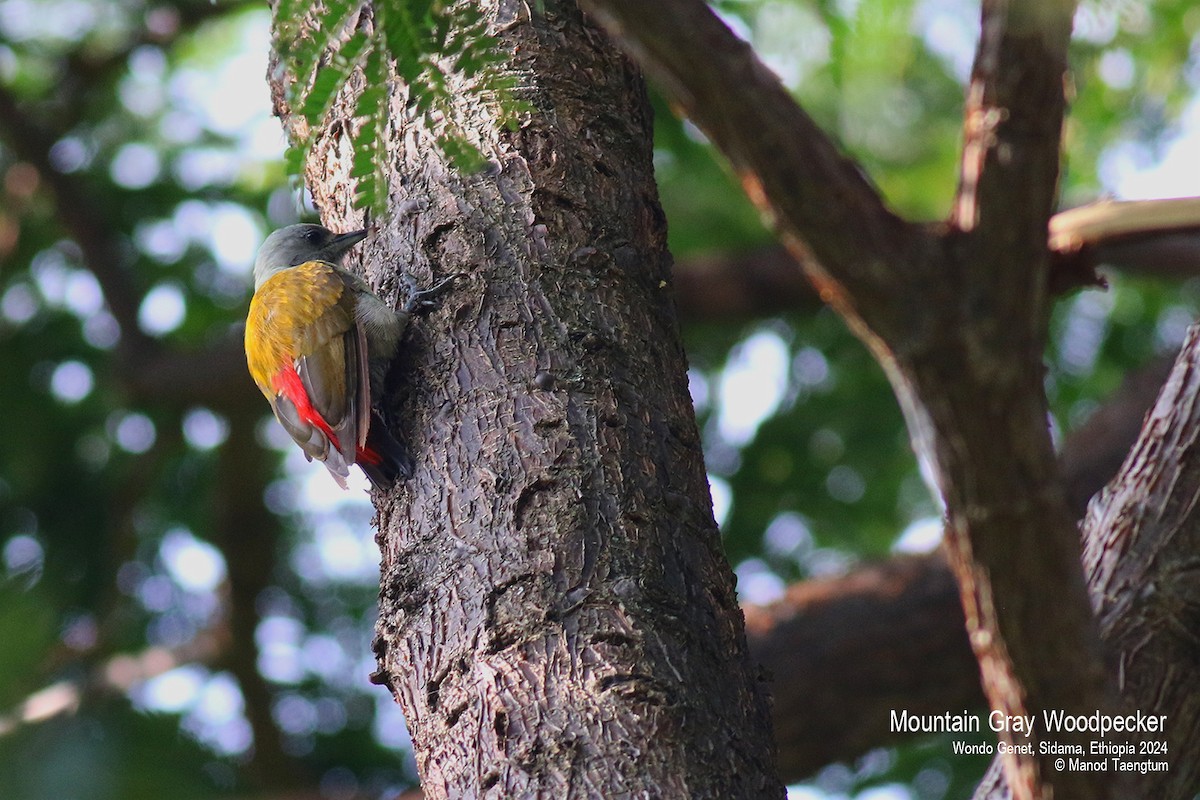 Mountain Gray Woodpecker - ML621593310