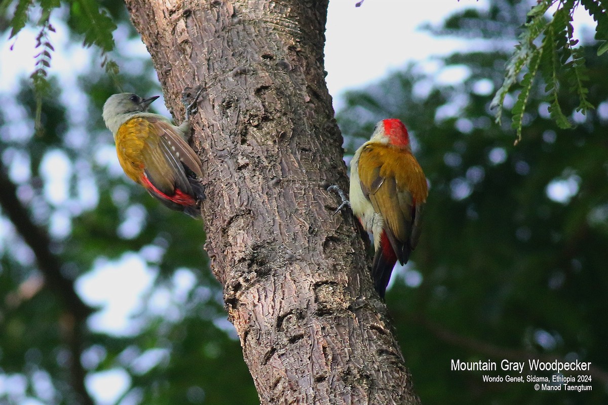 Mountain Gray Woodpecker - ML621593311