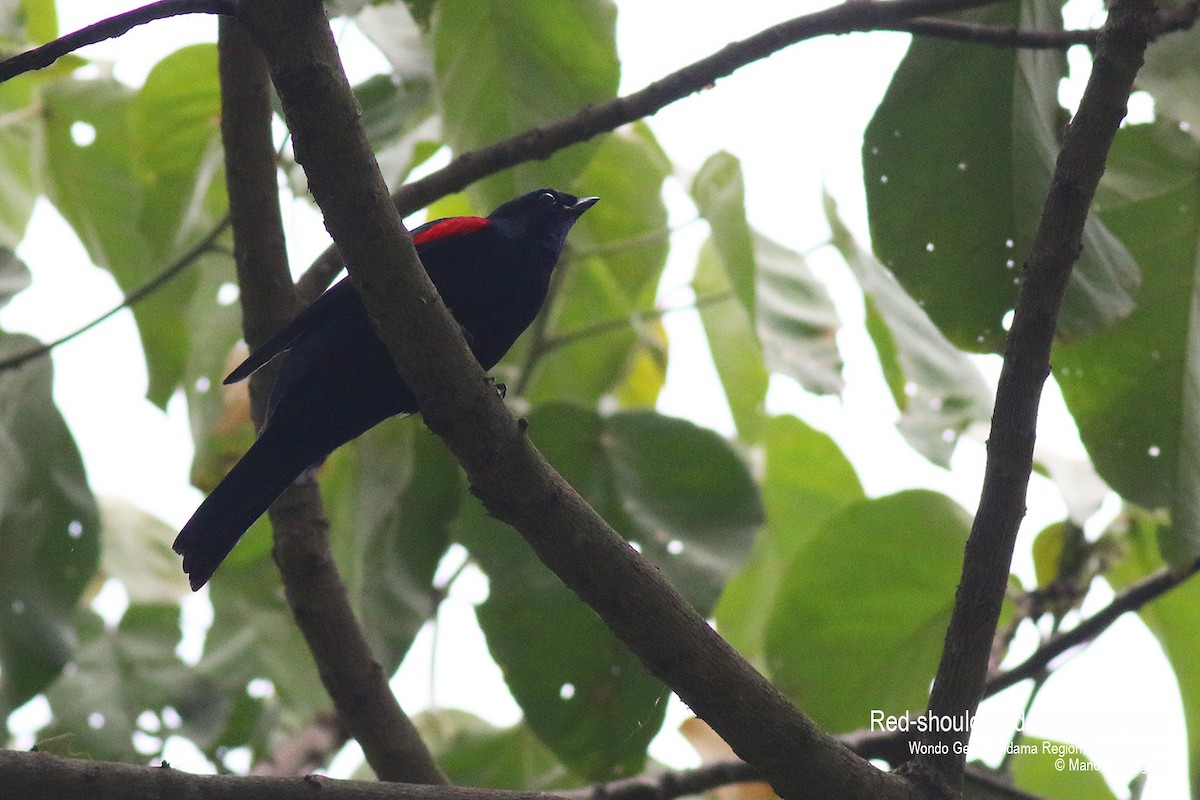 Red-shouldered Cuckooshrike - ML621593318