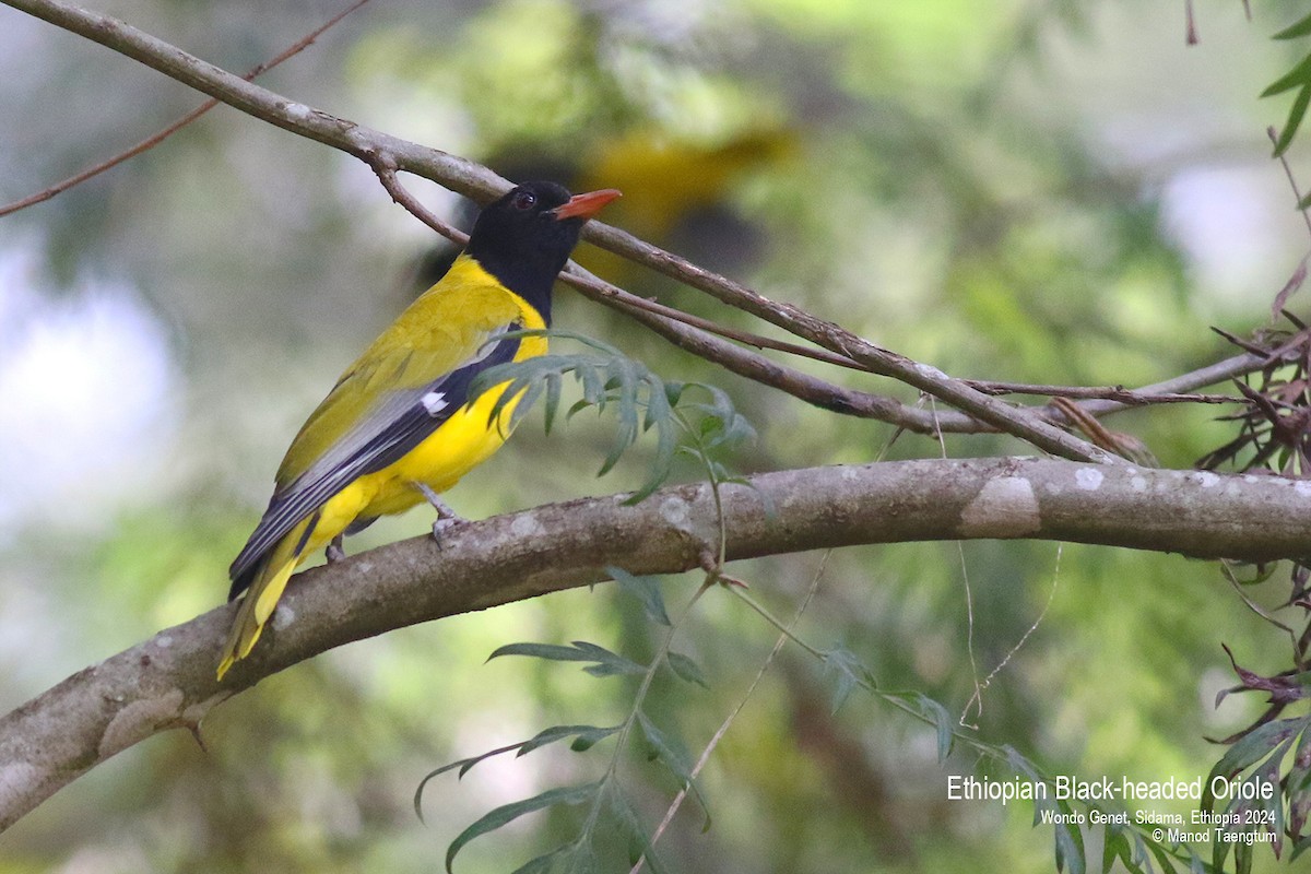 Ethiopian Black-headed Oriole - ML621593325