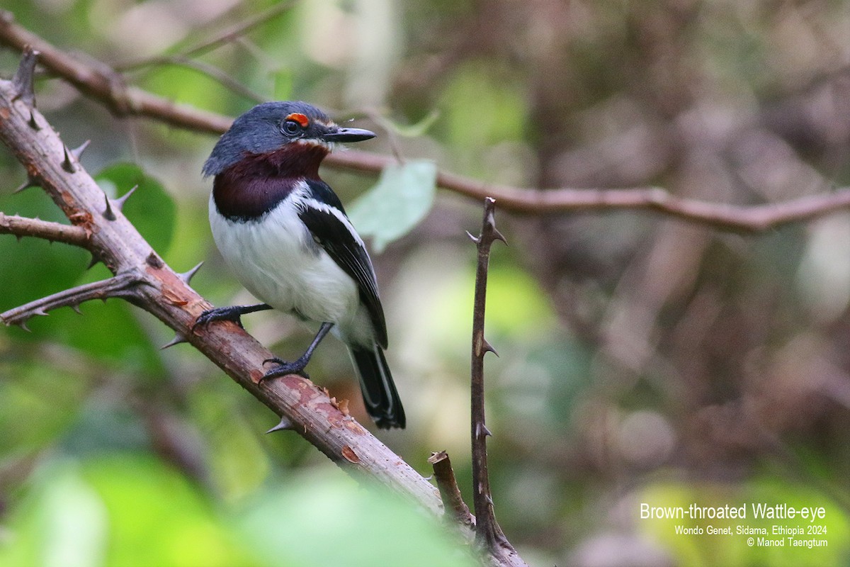 Brown-throated Wattle-eye - ML621593328