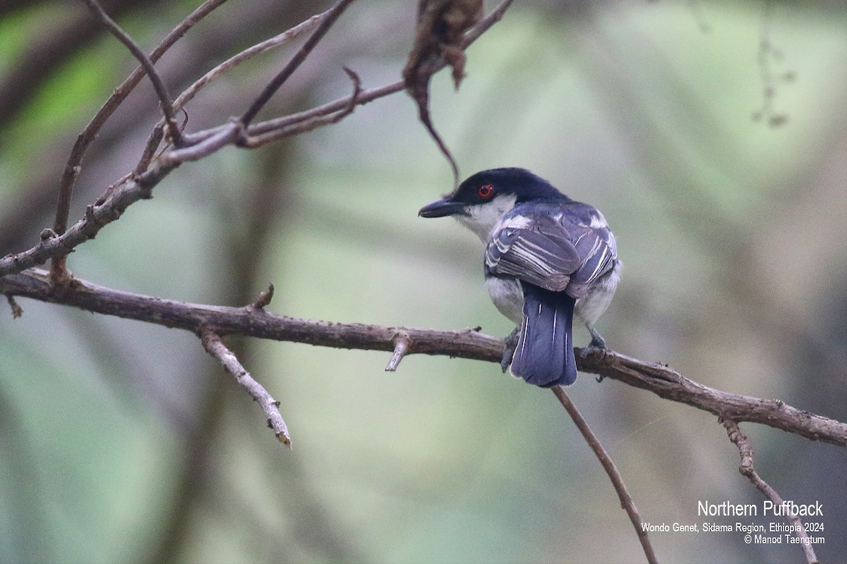 Northern Puffback - ML621593334