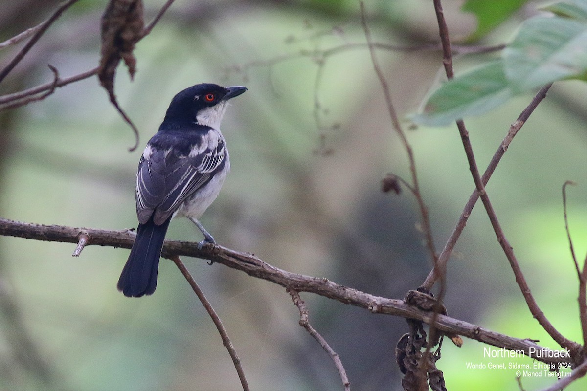 Northern Puffback - ML621593335