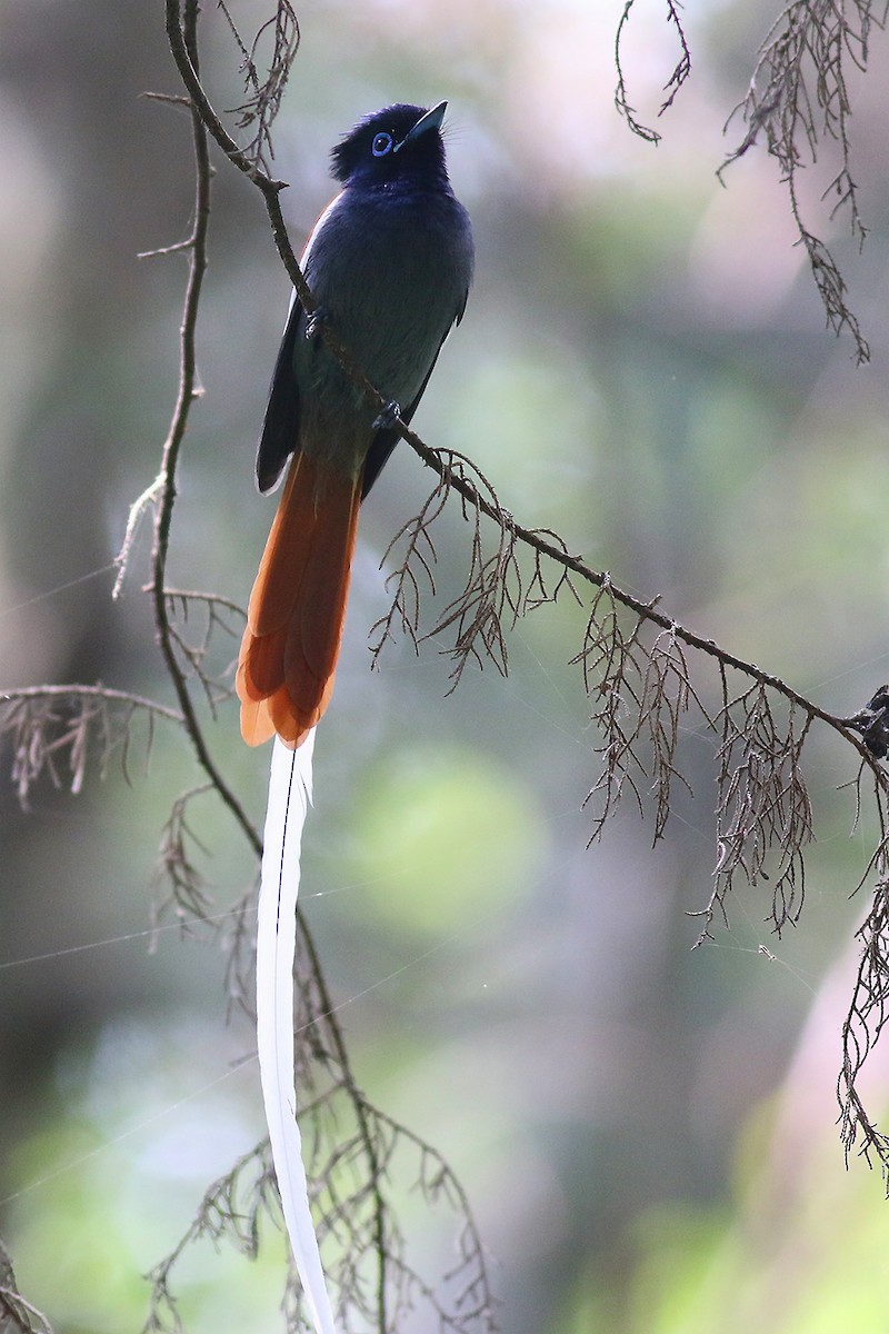 African Paradise-Flycatcher - ML621593339