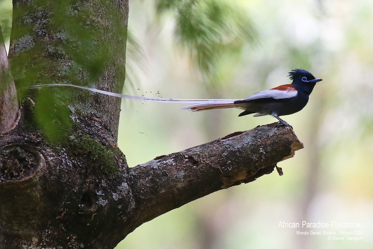 African Paradise-Flycatcher - ML621593342