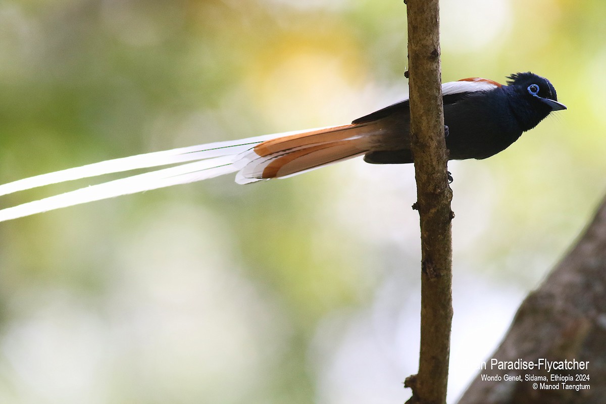 African Paradise-Flycatcher - ML621593343