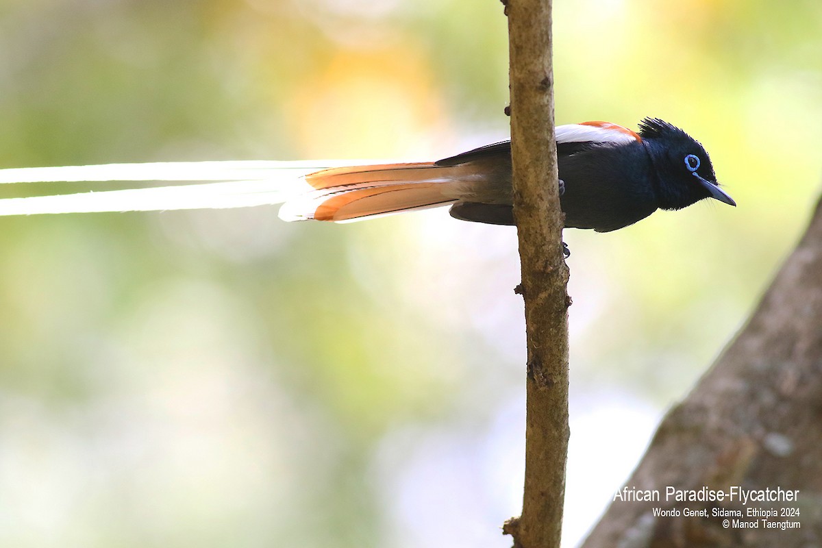 African Paradise-Flycatcher - ML621593344