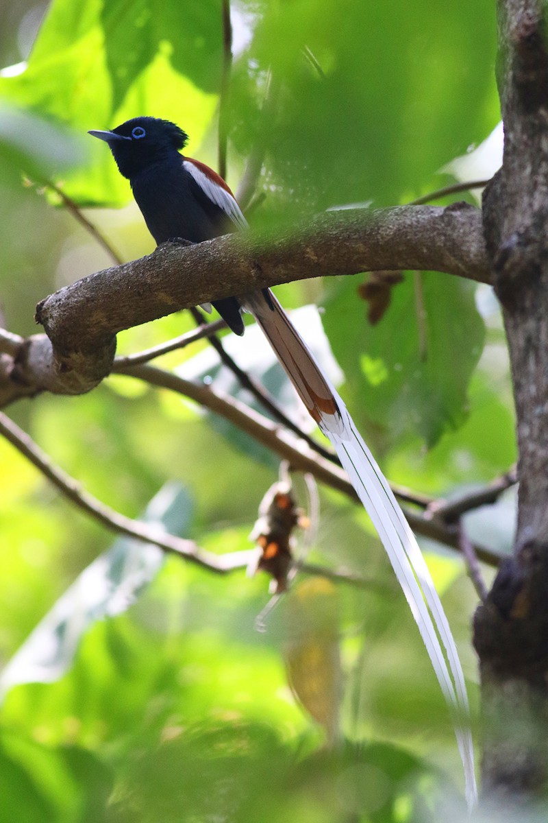 African Paradise-Flycatcher - ML621593345