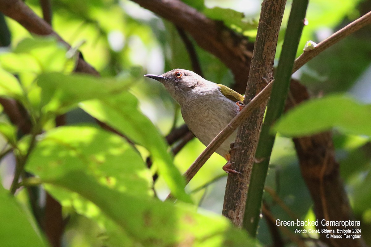 Green-backed Camaroptera - ML621593349