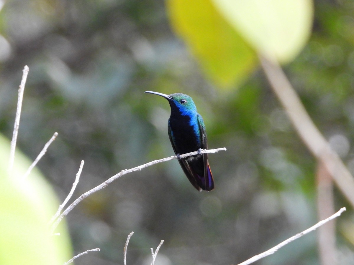 Black-throated Mango - ML621593370