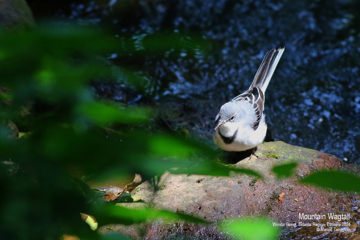 Mountain Wagtail - ML621593373