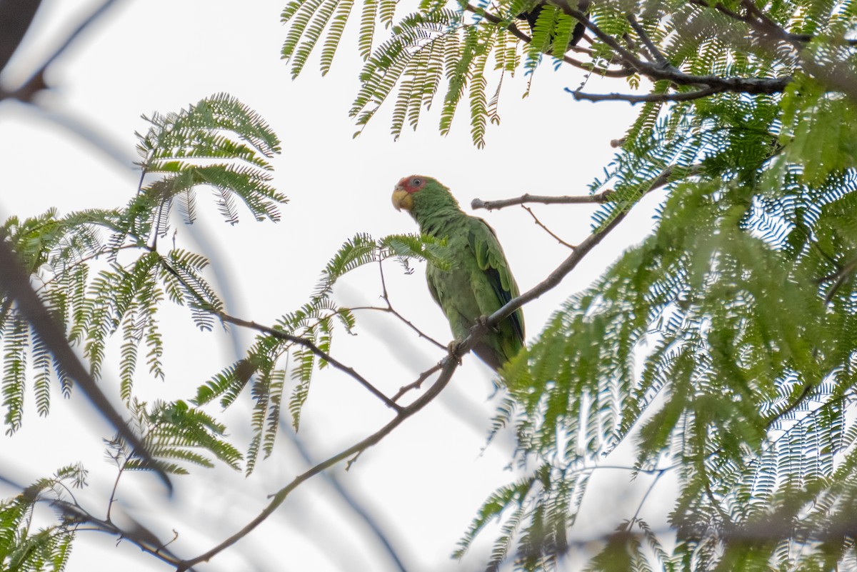 White-fronted Parrot - Oscar Vazquez