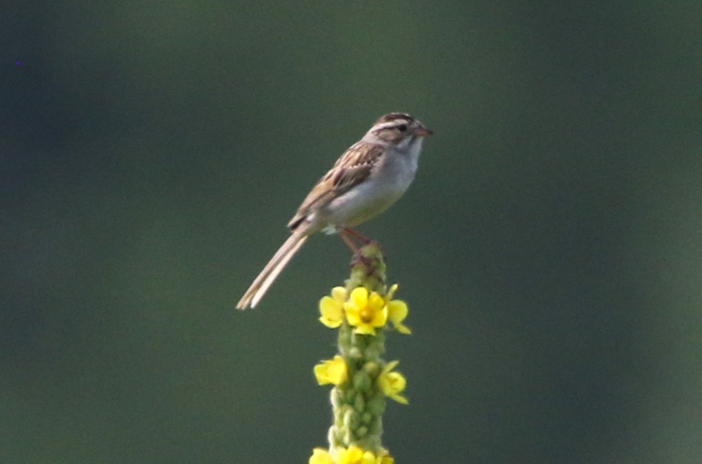 Clay-colored Sparrow - ML621593382