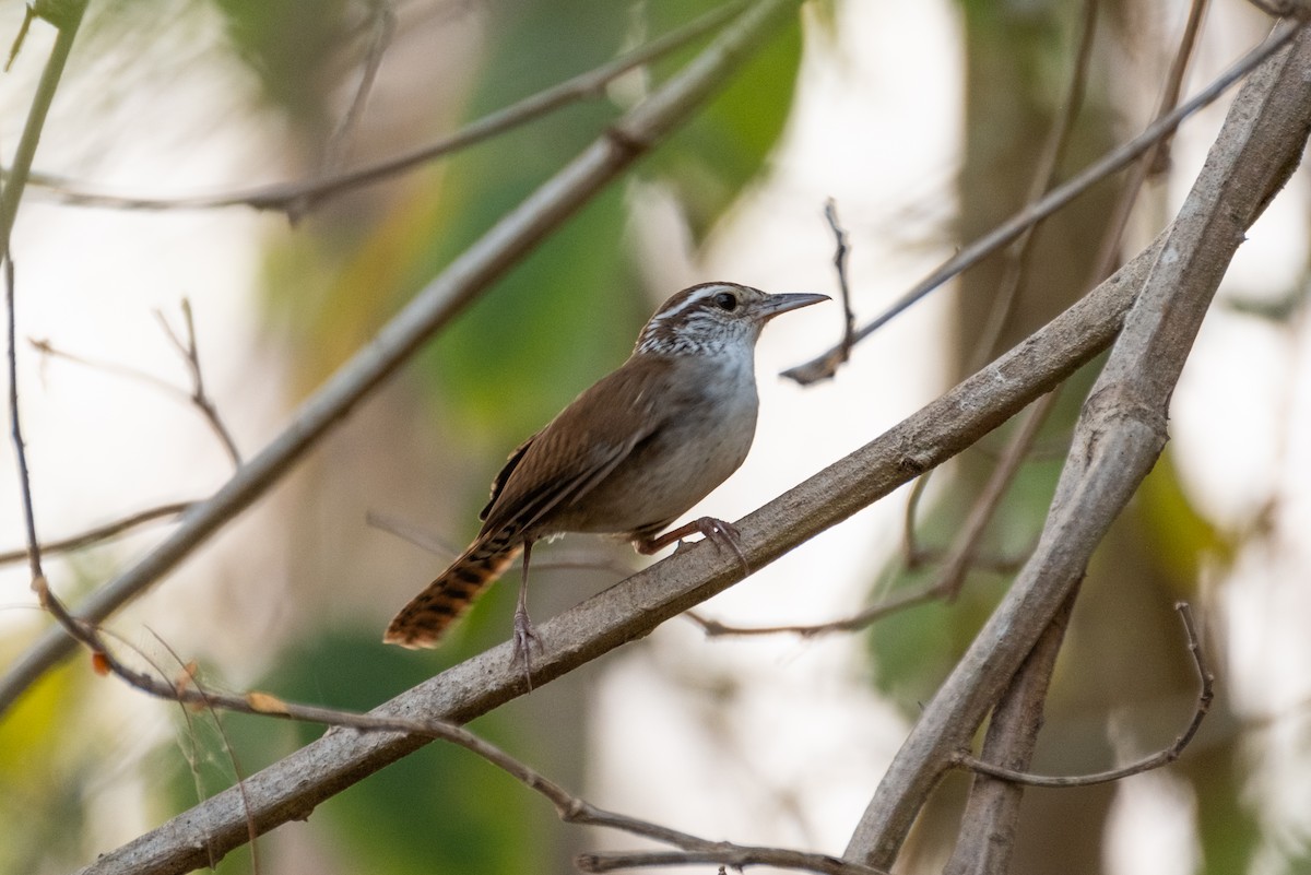 Sinaloa Wren - ML621593437