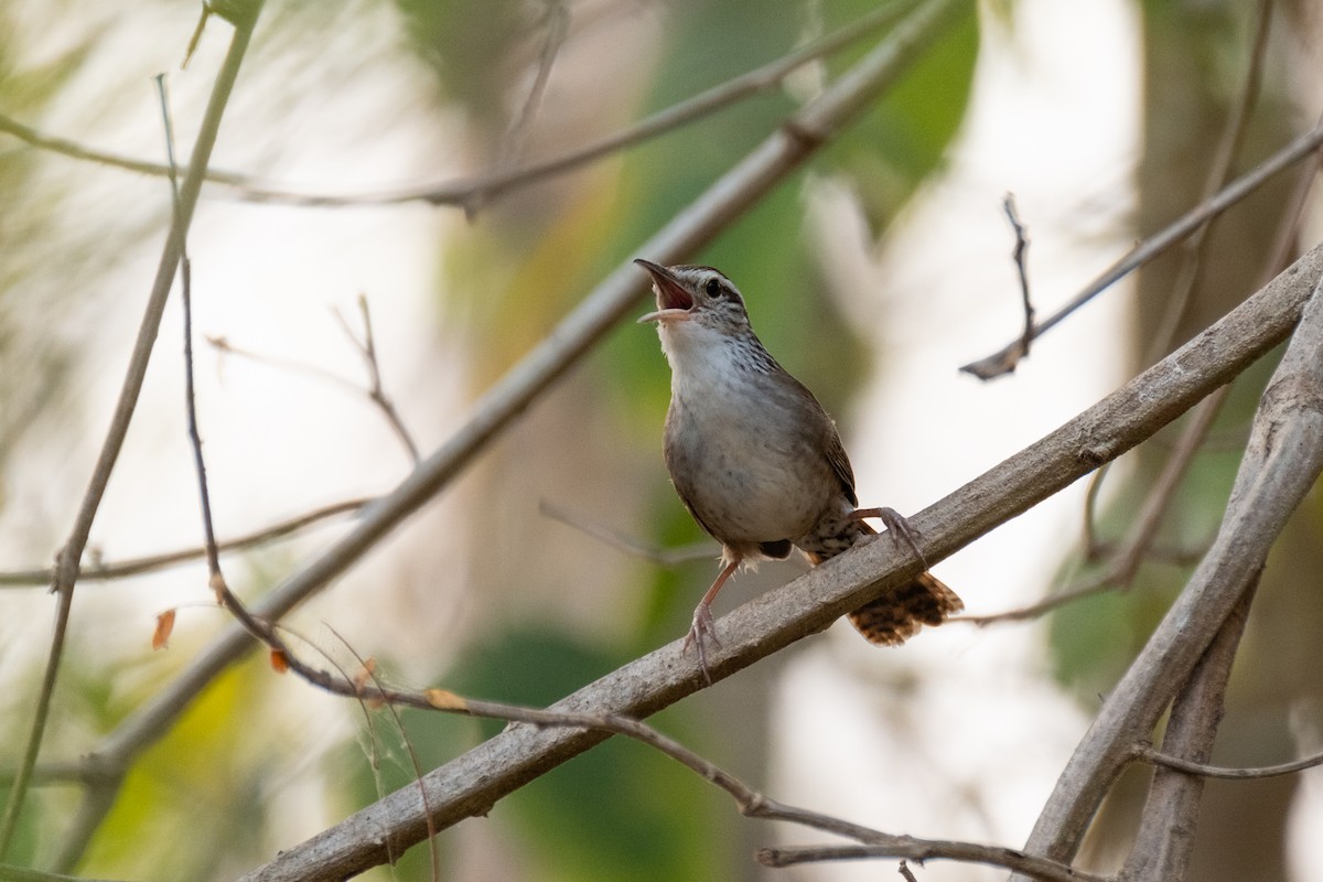 Sinaloa Wren - ML621593438