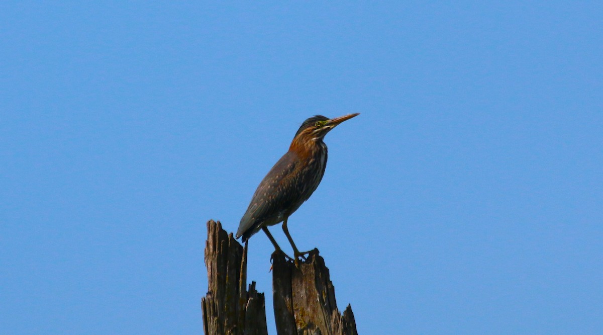 Green Heron - Nels Nelson